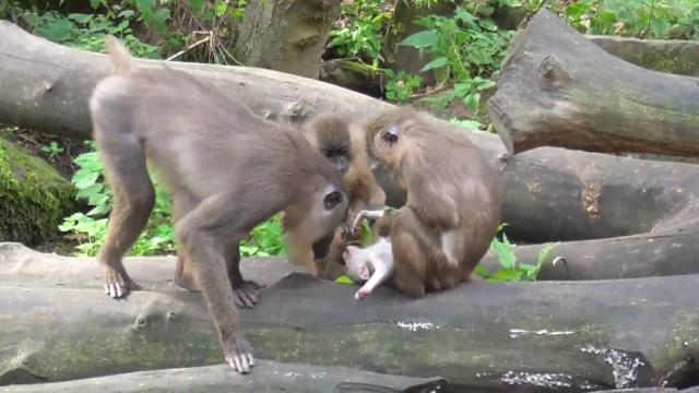 Zoo monkey eats her baby's corpse after carrying it around for days