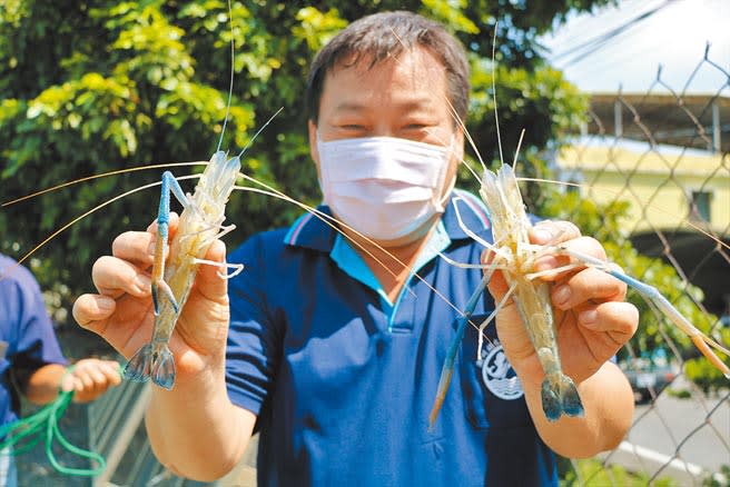 今年屏東縣潮州「賽神蝦」因疫情延至11月6日舉行，而此時雖是泰國蝦量最少之時，不過養殖戶不計成本「留蝦」力挺，也將藉此回饋社會支持。（謝佳潾攝）