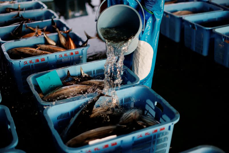 The Wider Image: Fatty 'katsuo' fish may foreshadow climate change, threat to Japan's sushi