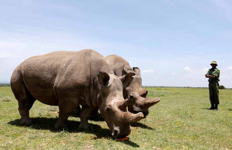 FILE PHOTO: Najin and her daughter Fatou, the last two northern white rhino females, graze near their enclosure at the Ol Pejeta Conservancy in Laikipia National Park