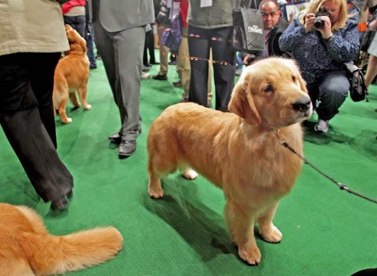 Bei einem Golden Retriever sollte normalerweise allenfalls der Untergrund grün sein. (Bild: AP Photo)