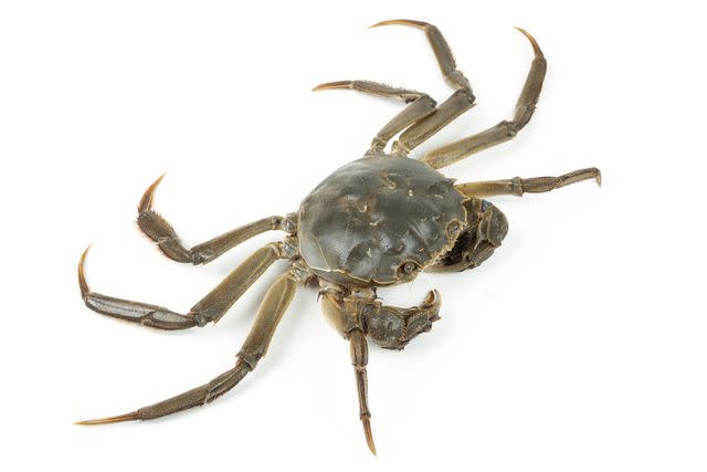 <p>Getty</p> A stock photo of a mitten crab.