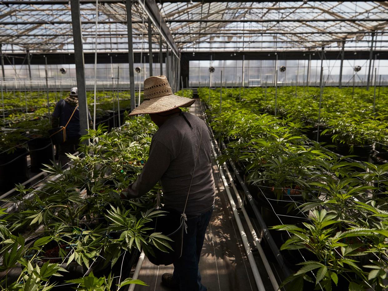 Workers in a greenhouse growing cannabis plants in California: AP