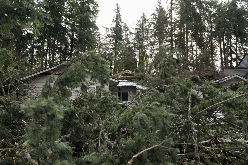 A tree rests on top of a home after a storm moved through the area on Tuesday, Jan. 16, 2024, in Lake Oswego, Ore. (AP Photo/Jenny Kane)