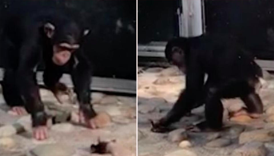 A chimpanzee was filmed attacking a group of ducklings at Taronga Zoo. Source: Newsflare