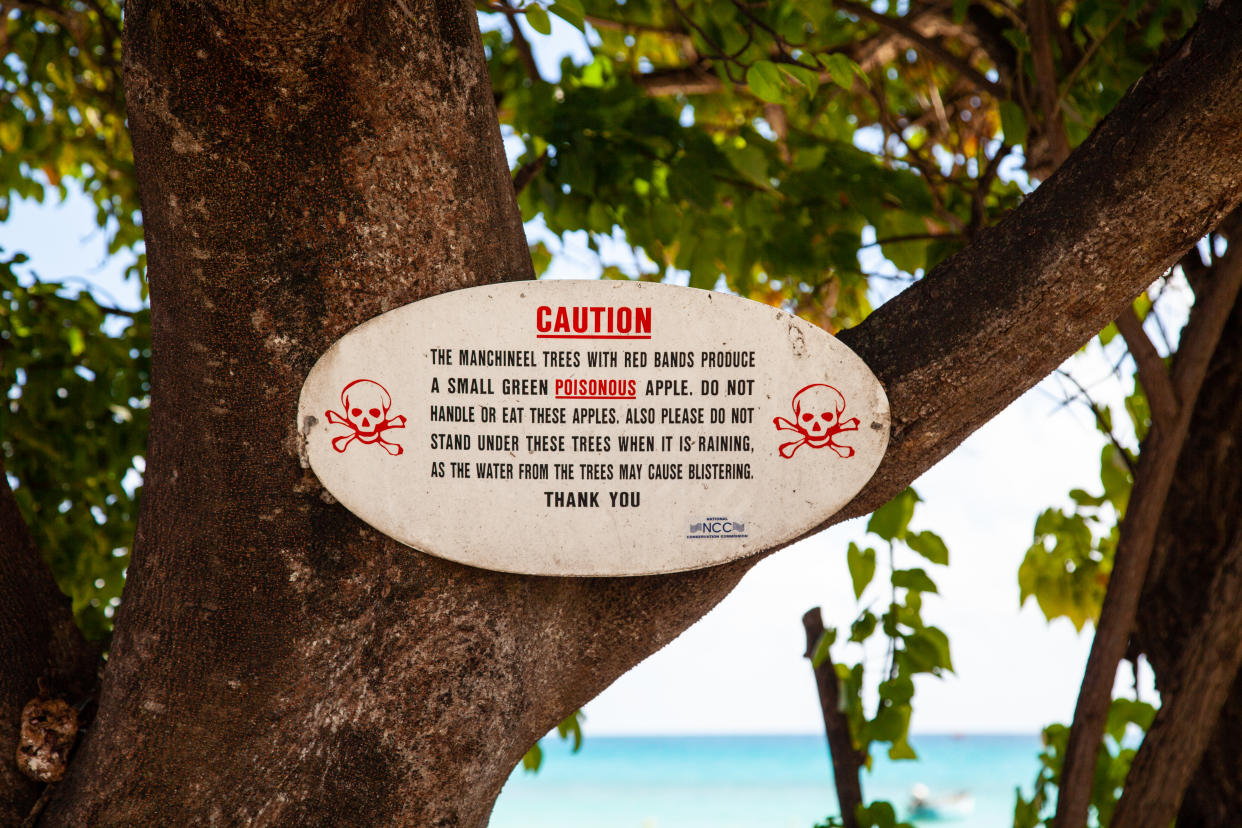 Warning Sign on a Manchineel Tree in Barbados