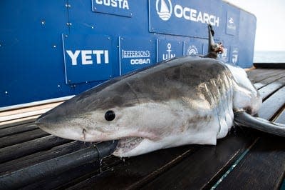 Penny, a female white shark, was 10 feet, 3 inches long and weighed 522 pounds when she was tagged off Ocracoke, North Carolina, in April 2023.