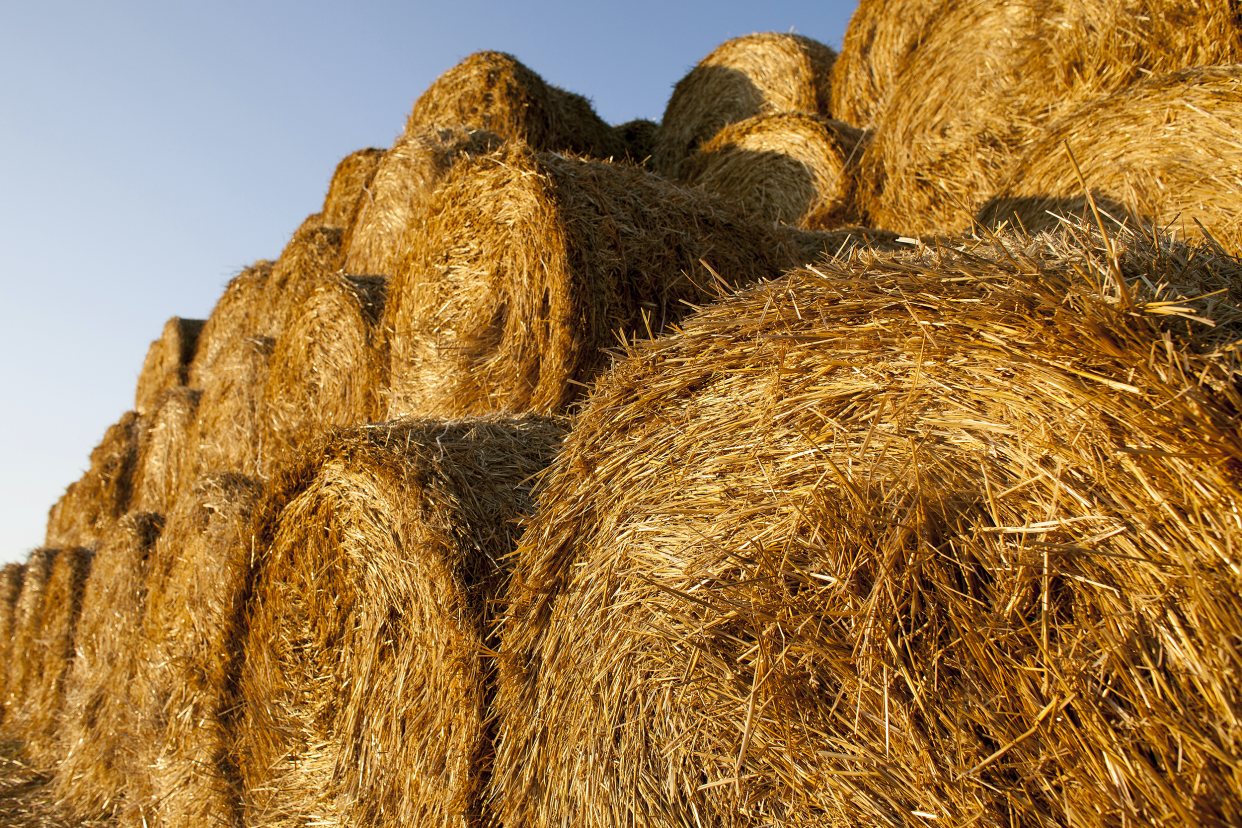 Stack of hay bales