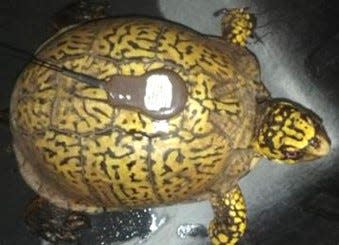 This is a box turtle with a radio transmitter added to the shell.