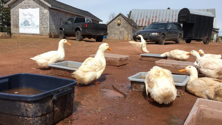 P.E.I. duck farm expanding to produce charcuterie