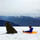 Max stops to take break from pulling Julian in his bright orange sled. (Photo: Stasha Becker/Rex Features)