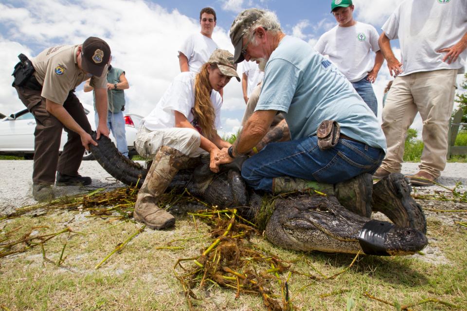 FILE: Trapper Jack Douglas helped capture this 10-foot alligator at the Savannah National Wildlife Refuge in July after visitors fed it and it lost its fear of humans. He warns that people should not feed gators as it makes them more dangerous to humans. Photo courtesy of U.S. Fish & Wildlife Service