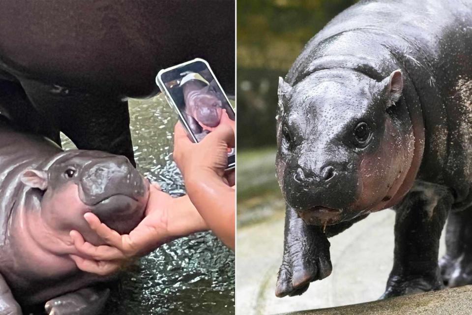 <p>Carola Frentzen/picture alliance via Getty; AP Photo/Sakchai Lalit</p> Moo Deng the baby pygmy hippo