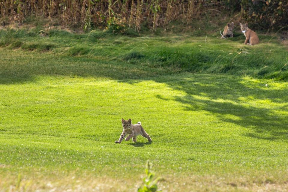 A bobcat chases a golf ball on the 13th hole at Littleton's Arrowhead Golf Club. (Photo David and Lynn Townsend/David Lynn Photography)