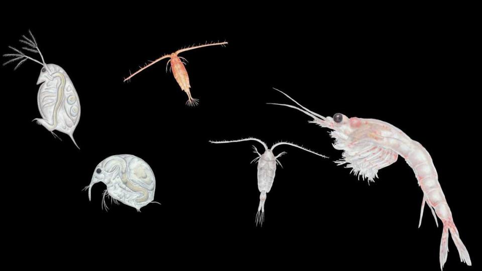 Daphnia and Bosmina zooplankton are shown in an illustration provided by researchers at UC Davis’ Tahoe Environmental Research Cente. On Monday, the center announced that clarity in the lake last year had improved.