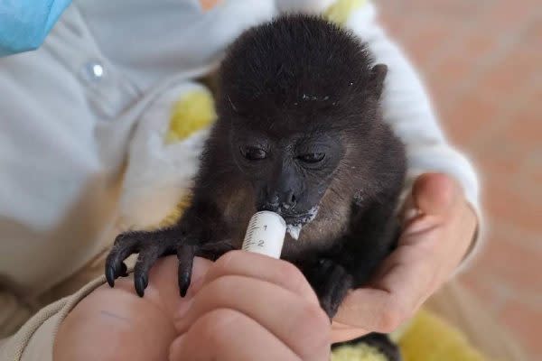 Mono aullador siendo alimentado