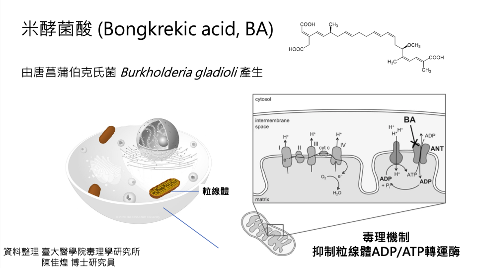 邦克列酸（Bongkrekic acid，原稱米酵菌酸）由唐菖蒲伯克氏菌（Burkholderia gladioli）產生。（圖卡來源／台大醫學院毒理學研究所 陳佳煌博士研究員）