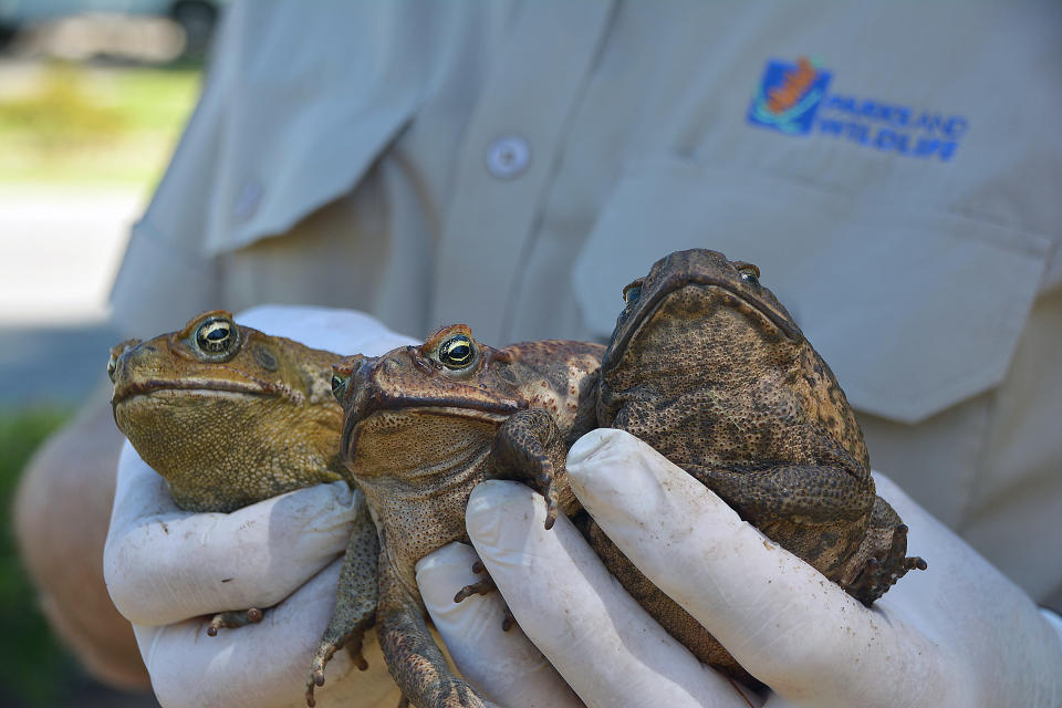 Cane toads have wreaked havoc with Australian wildlife since their introduction to Queensland in the 1930s. Source: AAP