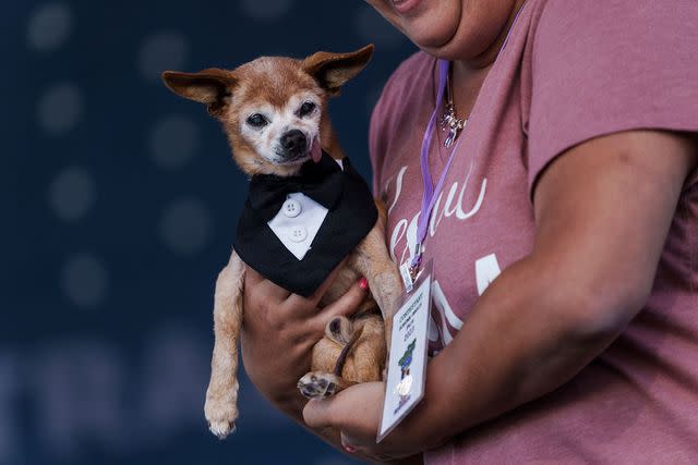 <p>Philip Pacheco/AFP/getty</p> Harold Bartholomew competing at the 2023 World's Ugliest Dog contest