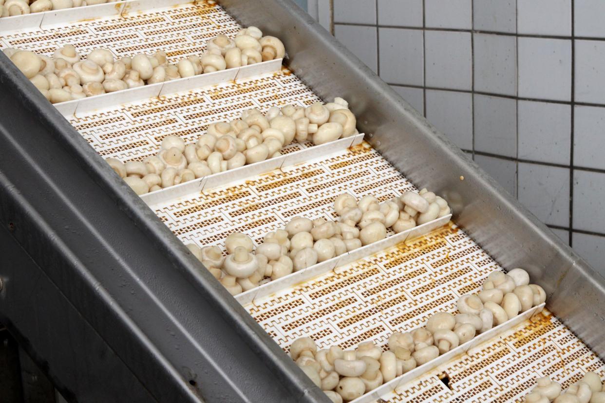 Factory for the production of canned champignons. Washing, conveyor, cleaning and packaging of champignons