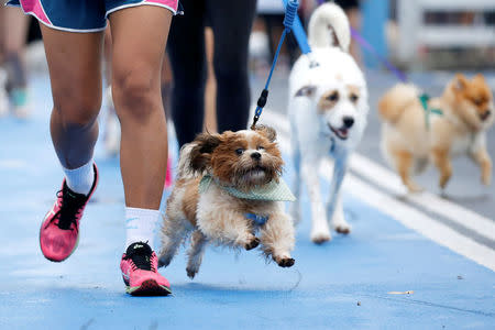 People run with their pets during a mini-marathon for dogs in Bangkok, Thailand May 7, 2017. REUTERS/Jorge Silva