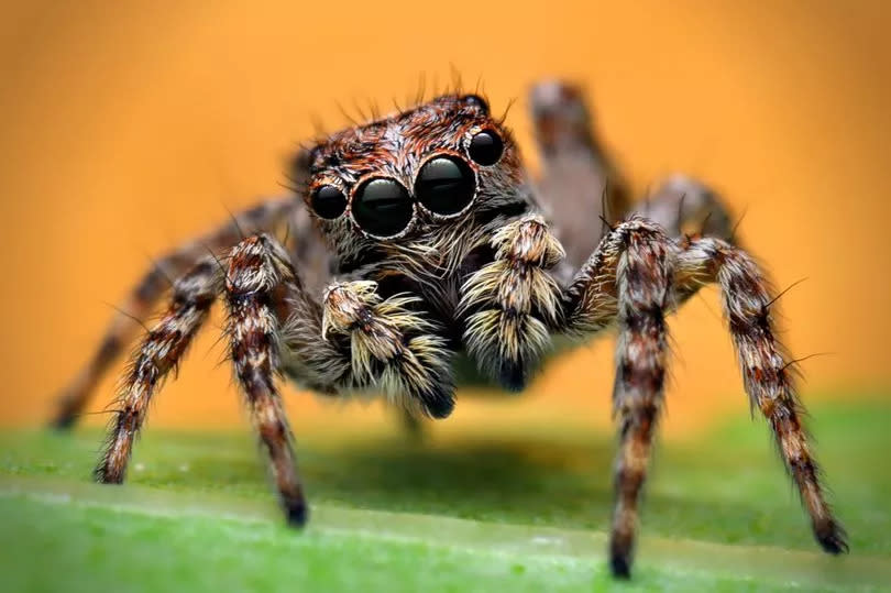 A new species of jumping spider has been spotted in both Exeter and Cornwall