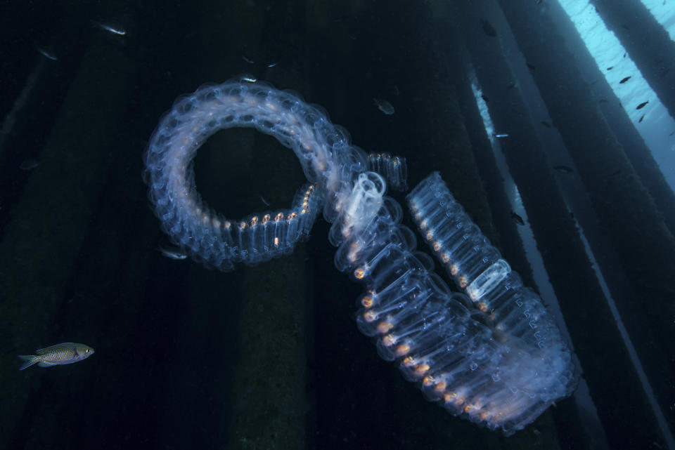 El movimiento de las cadenas de salpas inspiran a quienes quieren diseñar submarinos más eficientes (Foto:Getty)