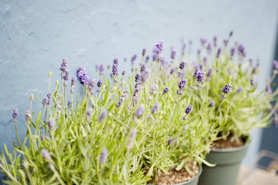 <p>Lavender is the plant of choice when it comes to getting a more restful night's sleep. In fact, research has shown improvements in sleep quality in those who are struggling with stress and insomnia, with effects being seen from both oral supplements and aromatherapy. </p><p>Whilst lavender tends to be an outdoor plant, growing this beautifully scented plant indoors can be well worth your time. Just ensure that your pot plant has access to bright daylight and fresh air. </p><p><strong>How to use: </strong>Before bed, simply take a few deep breaths, inhaling the relaxing floral scent of your lavender plant for a calmer, more restful, night's sleep. You can also try drying some lavender buds to make potpourri, then add to a cotton bag and leave on your pillow for scented sheets. </p><p><a class="link " href="https://www.waitrosegarden.com/plants/_/lavandula-angustifolia-munstead/classid.2000002724/" rel="nofollow noopener" target="_blank" data-ylk="slk:BUY NOW;elm:context_link;itc:0;sec:content-canvas">BUY NOW</a></p>