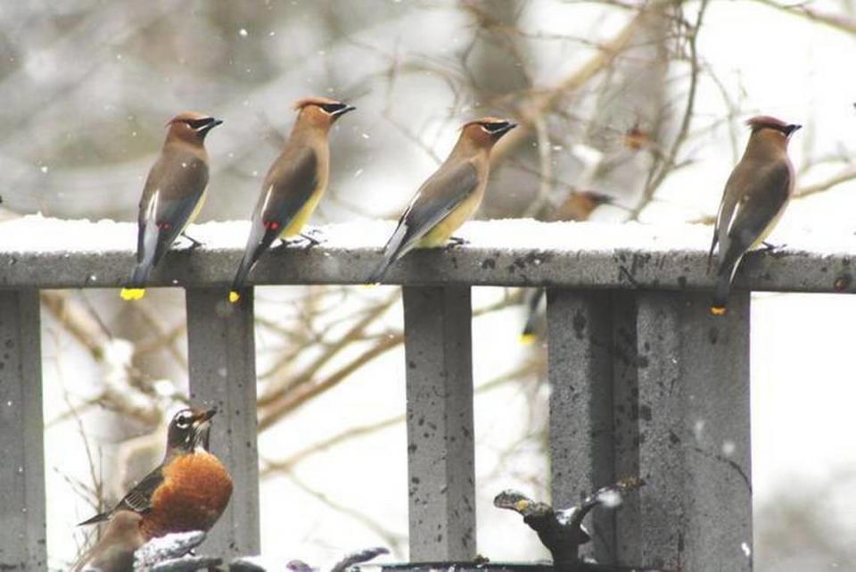 Cedar waxwings are a year-round inhabitant of central North Carolina, but are more commonly spotted in winter. They often travel in flocks of 50 to 100 or more birds.