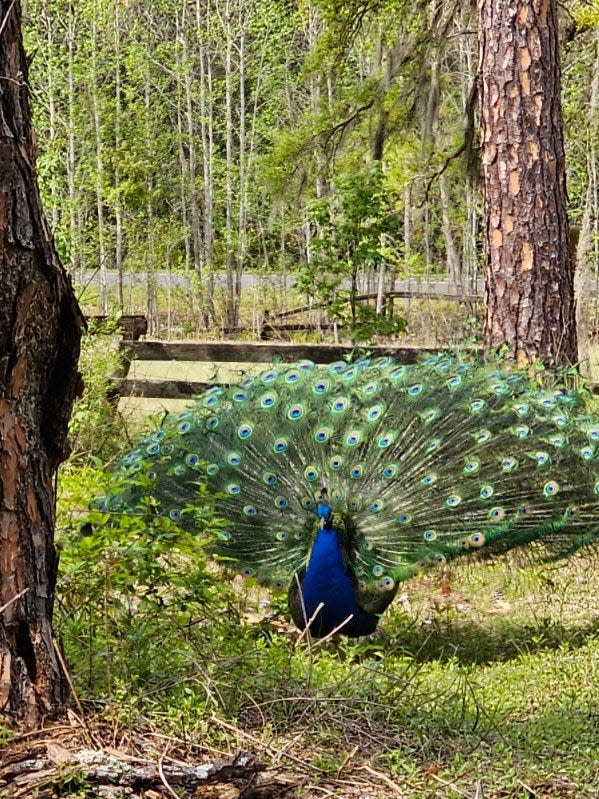 More than two dozen peacocks, along with several donkeys, were often spotted on the property.