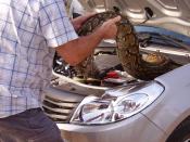 A couple were left rattled when a deadly snake decided to hitch a ride in their car. The slithery snake sneaked under the bonnet of Marlene Swart and Leon Swanepoel's car. The couple had been on the look-out for lions at the Kruger National Park in South Africa but got more than they bargained for when the snake decided to take a ride. The python hitched a lift for three hours under their bonnet (Caters)