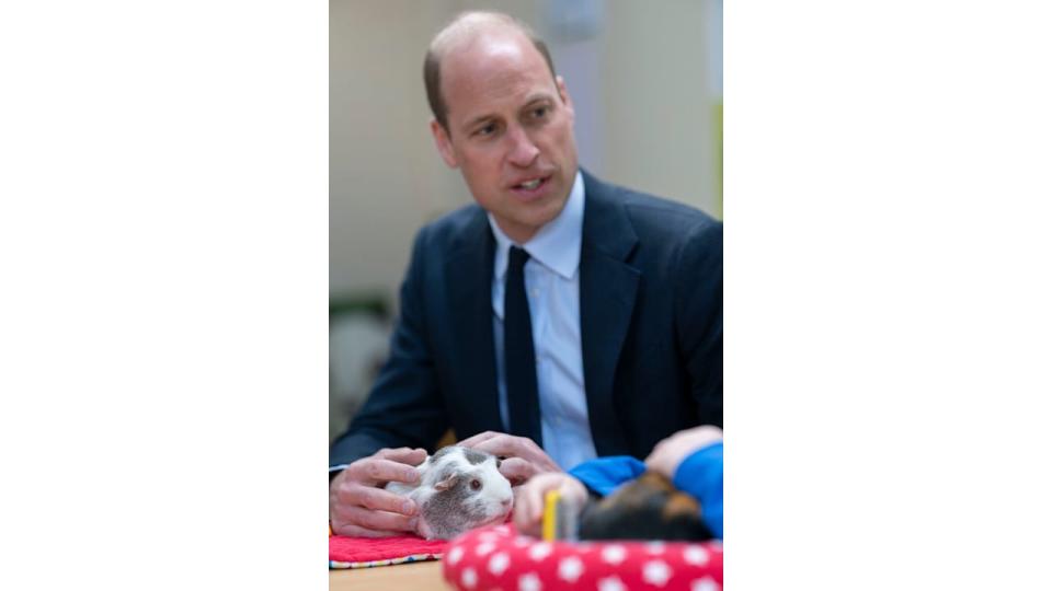 prince william stroking guinea pig 