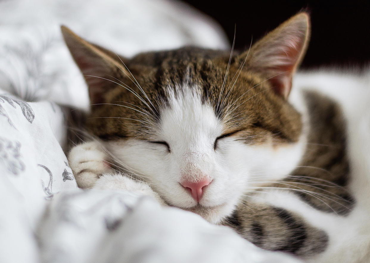 This nap café in Japan is literally the stuff of dreams