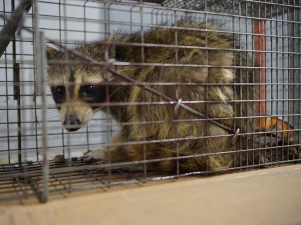 The raccoon that scaled the UBS Plaza was caught in a live trap baited with cat food overnight in St Paul, Minnesota (Evan Frost/Minnesota Public Radio via AP)