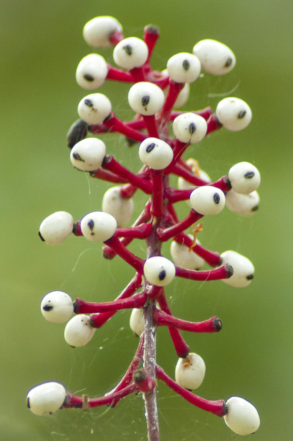 This 2013 image provided by mtcubacenter.org shows a white baneberry plant, also called doll's eye plant, growing at Mt. Cuba Center in Hockessin, Del. (mtcubacenter.org via AP)