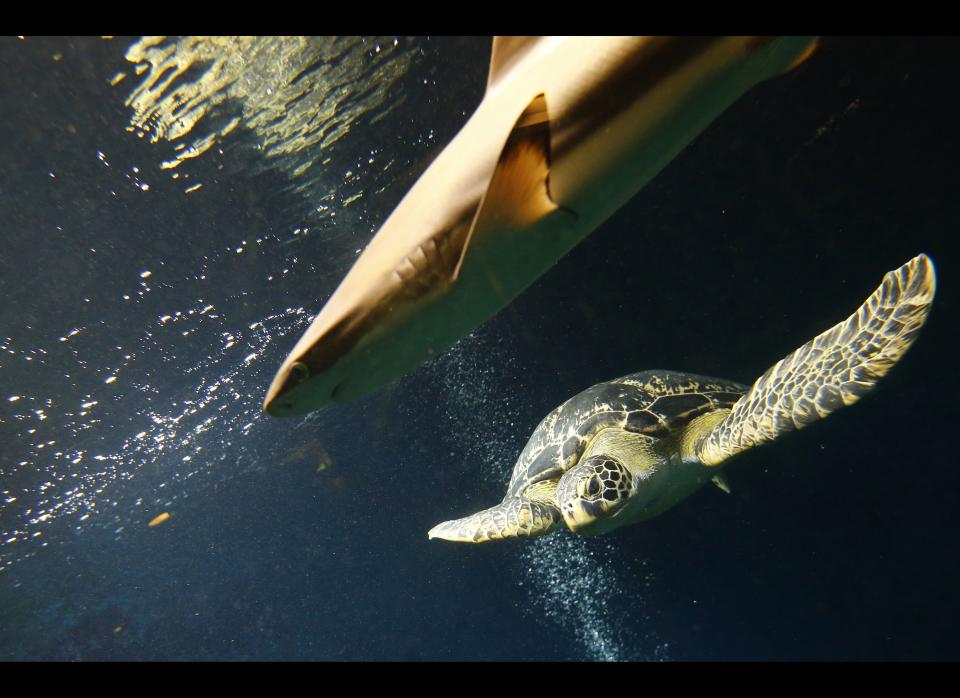 A green sea turtle (R) (Chelonia mydas) swims next to a blacktip reef shark (L) (Carcharhinus melanopterus) in the aquarium of the Haus des Meeres ('House of the Sea'), in Vienna on June 27, 2012. (ALEXANDER KLEIN/AFP/GettyImages)