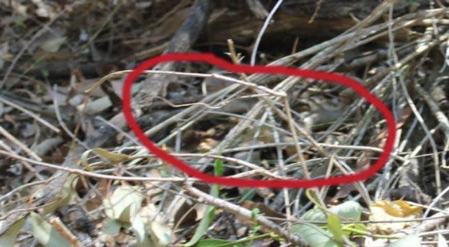 Clash of the pythons: Two snakes battle it out in shower before Qld mum  intervenes