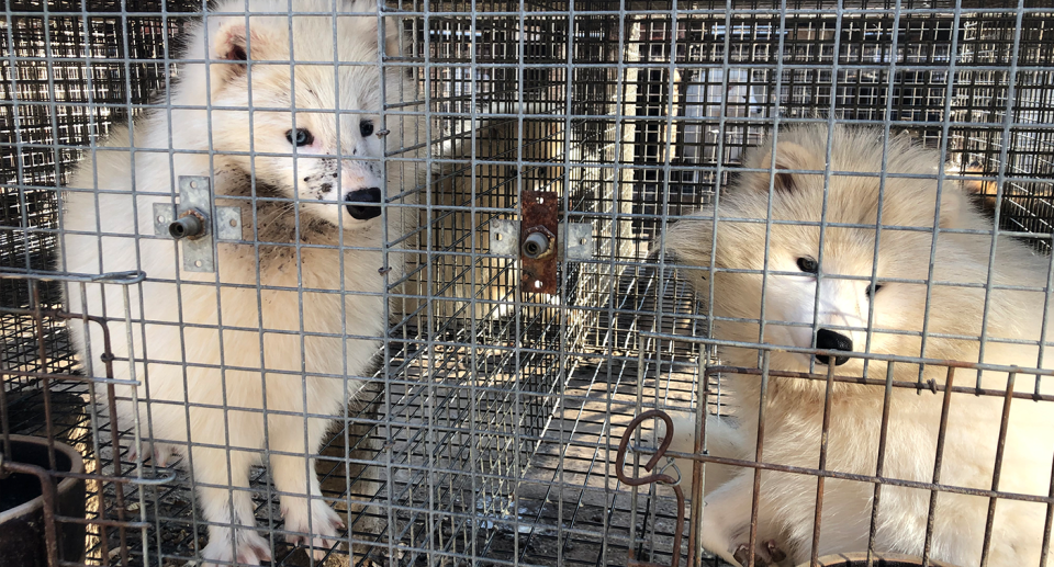 Animal welfare groups have criticised the traceability of fur products imported into Australia. Source: HSI