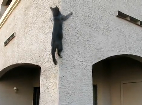 6. Wall-Scaling Cat