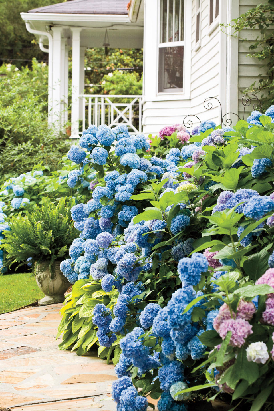 8. How can I control powdery mildew and leaf spot on French hydrangea?