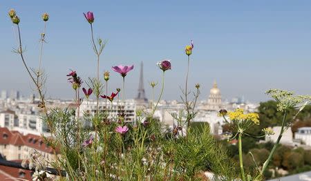 Herbs grow in planter boxes on the 700 square metre (7500 square feet) rooftop of the Bon Marche, where the store's employees grow some 60 kinds of fruits and vegetables such as strawberries, zucchinis, mint and other herbs in their urban garden with a view of the capital in Paris, France, August 26, 2016. REUTERS/Regis Duvignau