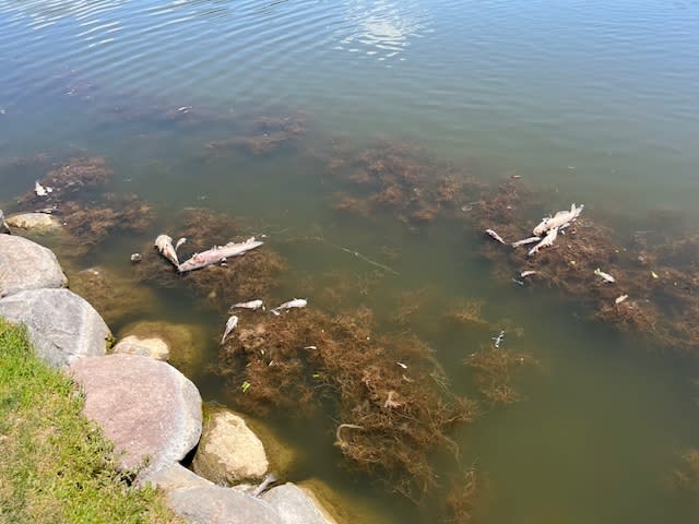 Biologists with the Utah Division of Wildlife Resources responded to Cove Pond in Herriman, Utah, on June 24, 2024. Officials estimated that there were roughly 500 dead fish in the pond. (Utah Division of Wildlife Resources)