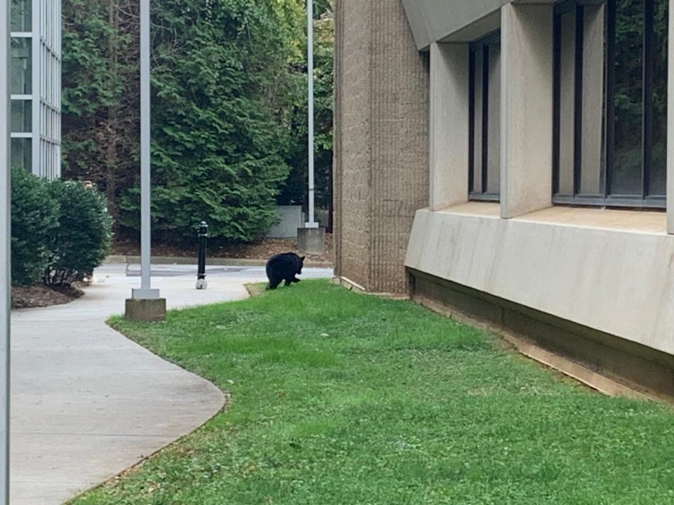 A cub bear spotted in downtown Asheville on Oct. 19, 2023.