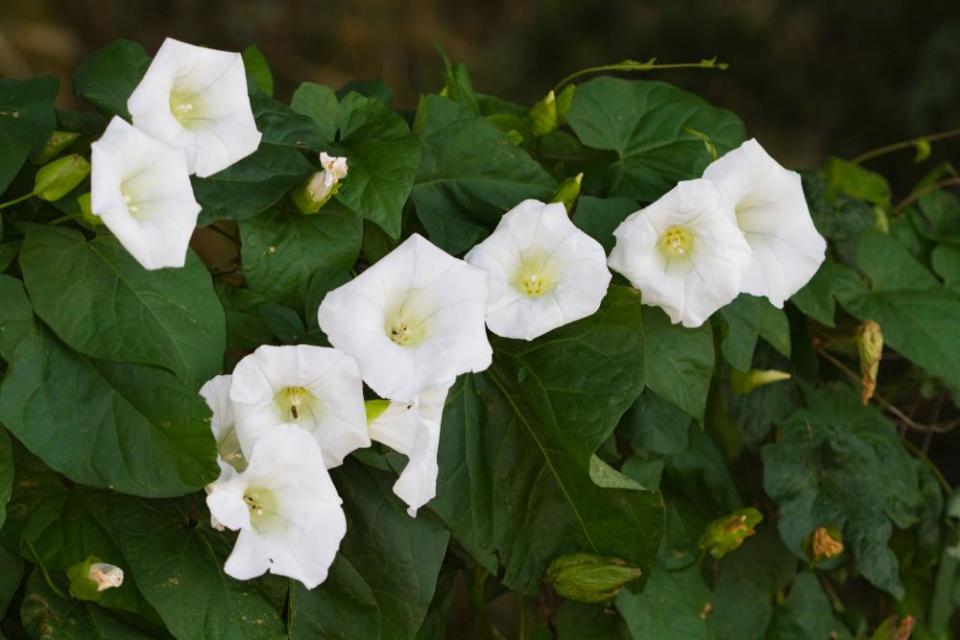 Bindweed … ‘the flowers are twirly things that look like ice-cream cones, they’re just gorgeous.’