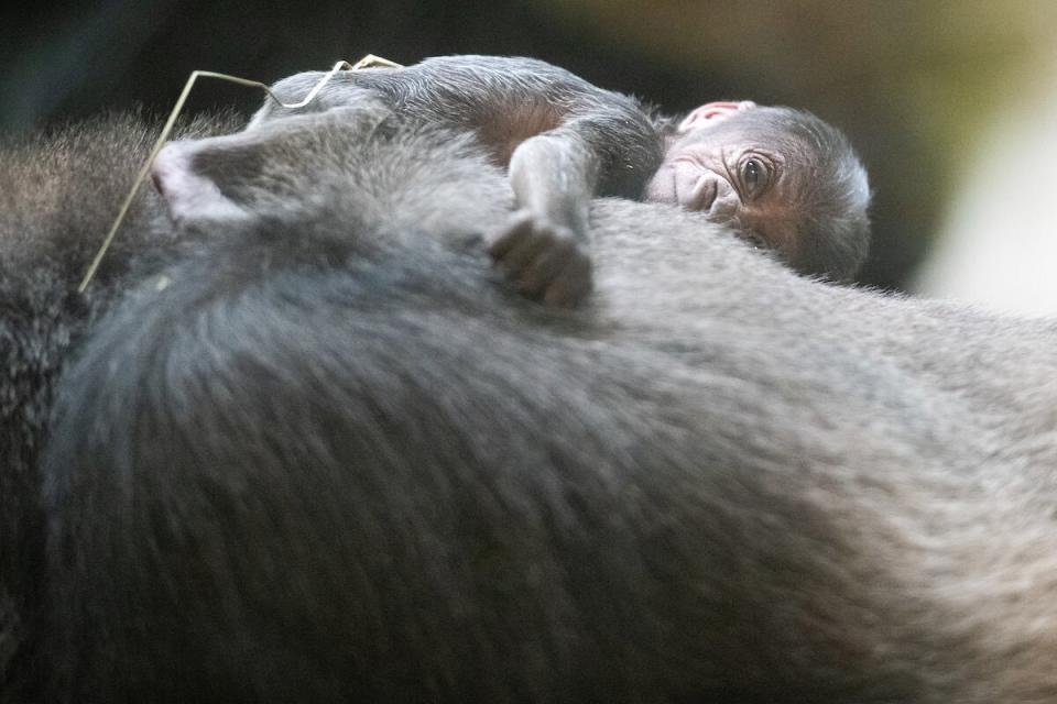 CLEVELAND METROPARKS ZOO ANNOUNCES FIRST BIRTH OF A GORILLA IN ITS 139-YEAR HISTORY