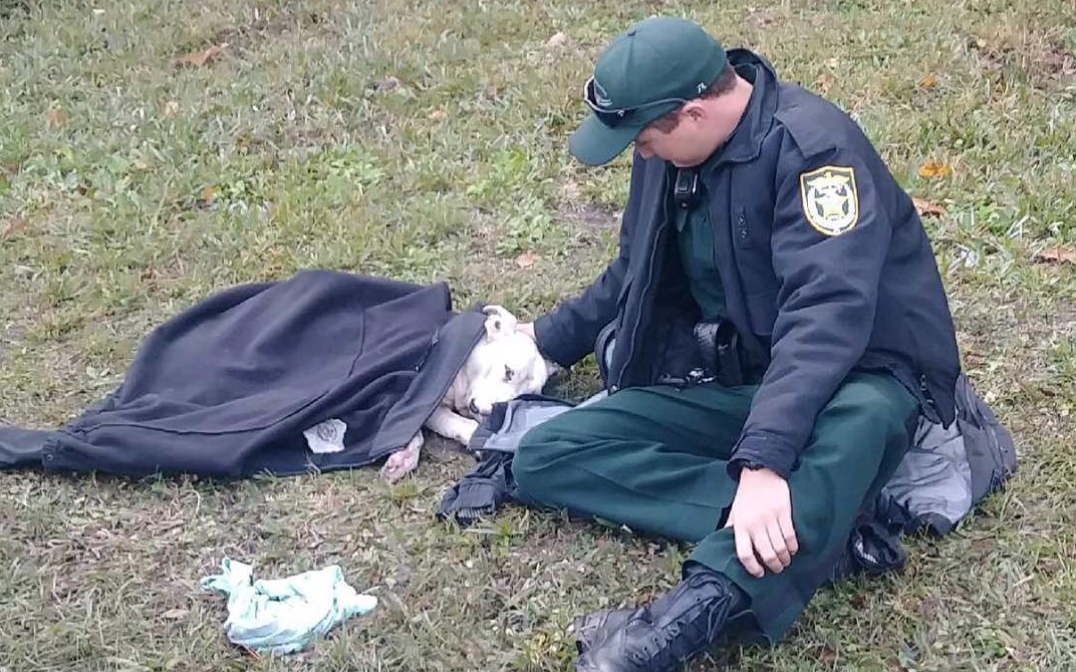 Deputy Josh Fiorelli was captured caring for a dog that was hit by a car until Animal Services arrived. (Photo: Osceola County Sheriff’s Office via Facebook)