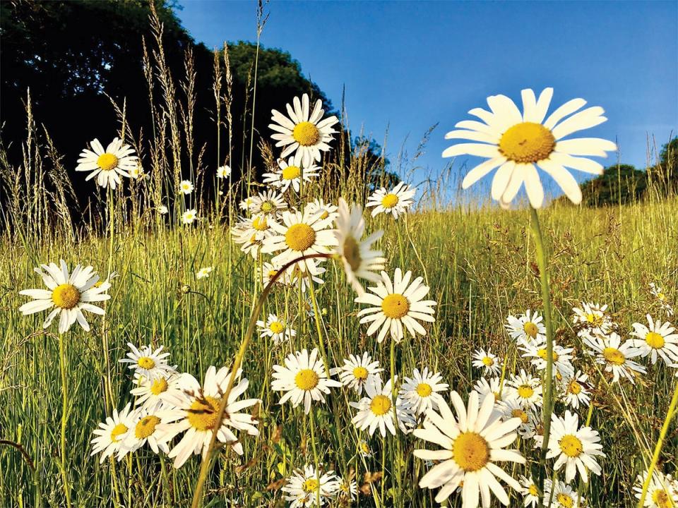 The 20-year-old photographer said his daisy photograph is his mum’s favourite (Ben Pulletz)