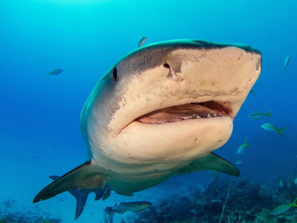 A closeup of a tiger shark with its mouth open swimming in bright blue waters with many other fish.