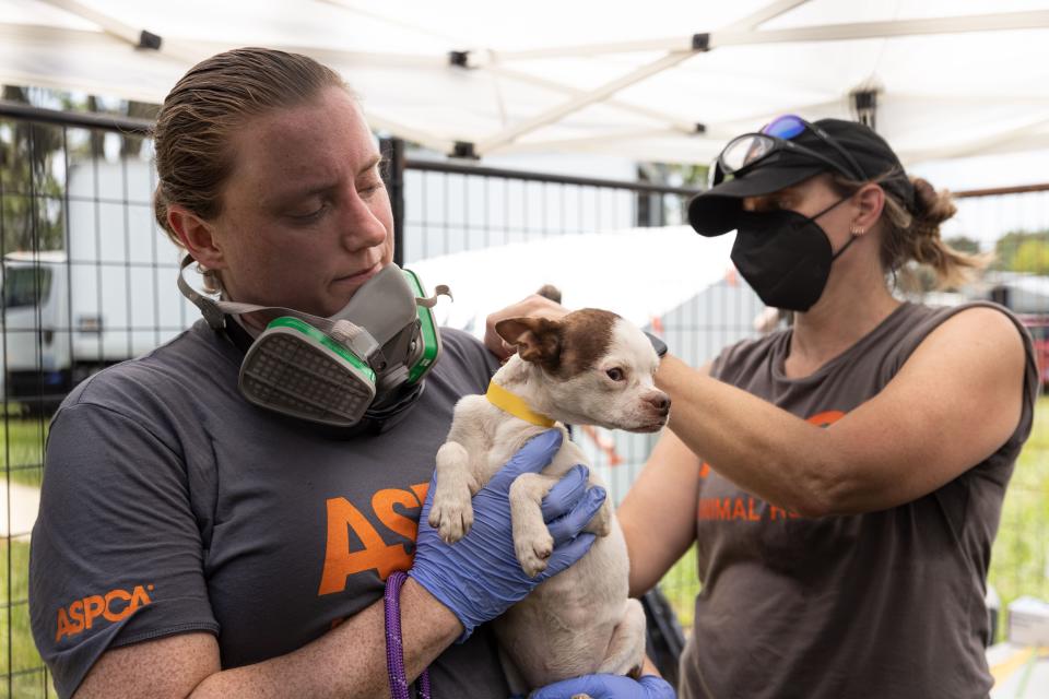 More than 50 dogs and cats “living in filthy conditions” were rescued Wednesday from a property on State Road 121 in Lake Butler, the Union County Sheriff’s Office said. UCSO and the Union County Animal Control requested the ASPCA’s assistance with rescuing the animals, which included newborn kittens.