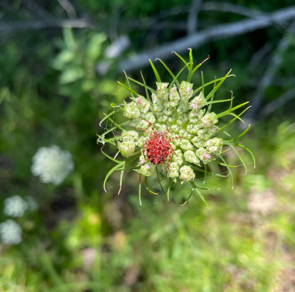 Prior to the recent Nesticus discoveries, the last new record of a spider in the Smokies was found by a park intern named Kelly van Assendelft in 2021. That species, the starbellied orbweaver, is seen here along the Foothills Parkway in Maryville, Tennessee.